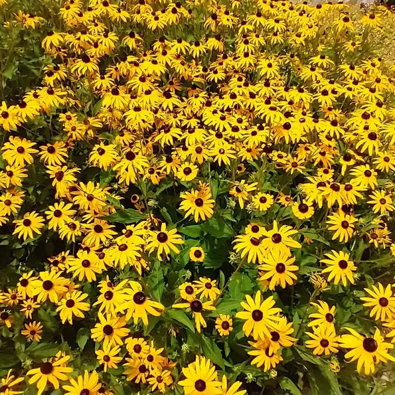 Orange Coneflower Responds With More Blooms