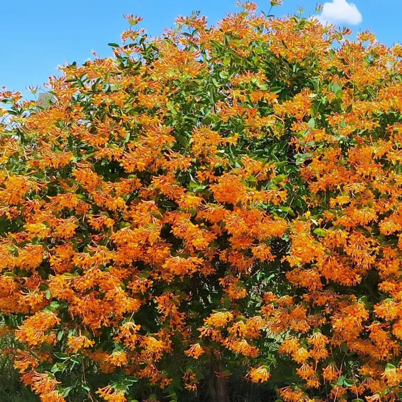Orange Honeysuckle Climbs Without The Wisteria Headache