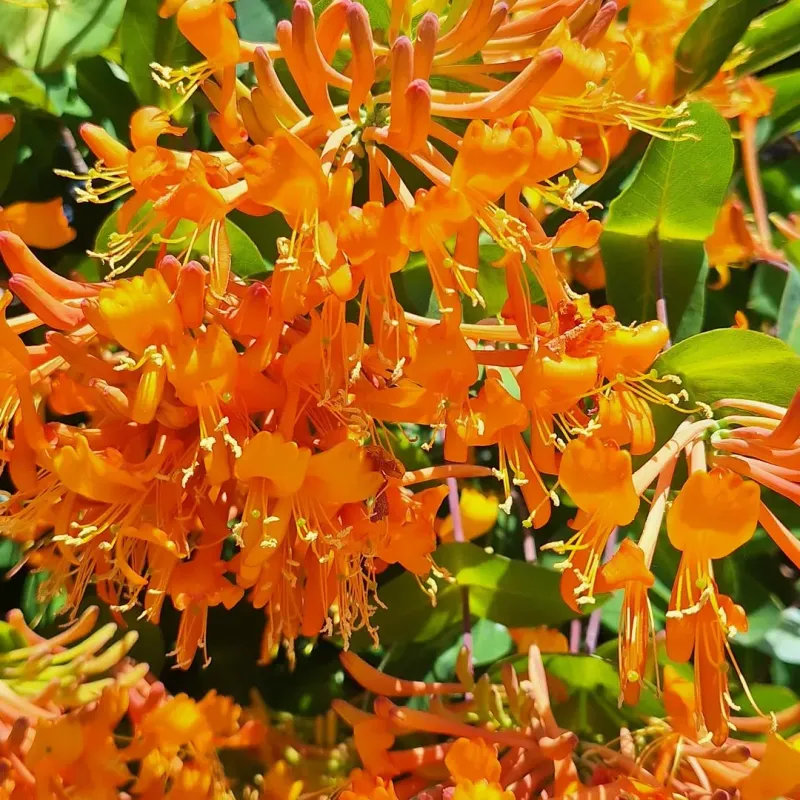 Orange Honeysuckle Gives Oregon Gardens A Native Vine With Real Color