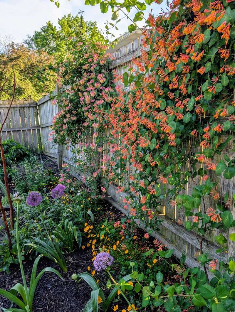 Orange Honeysuckle Works Best With A Simple Support