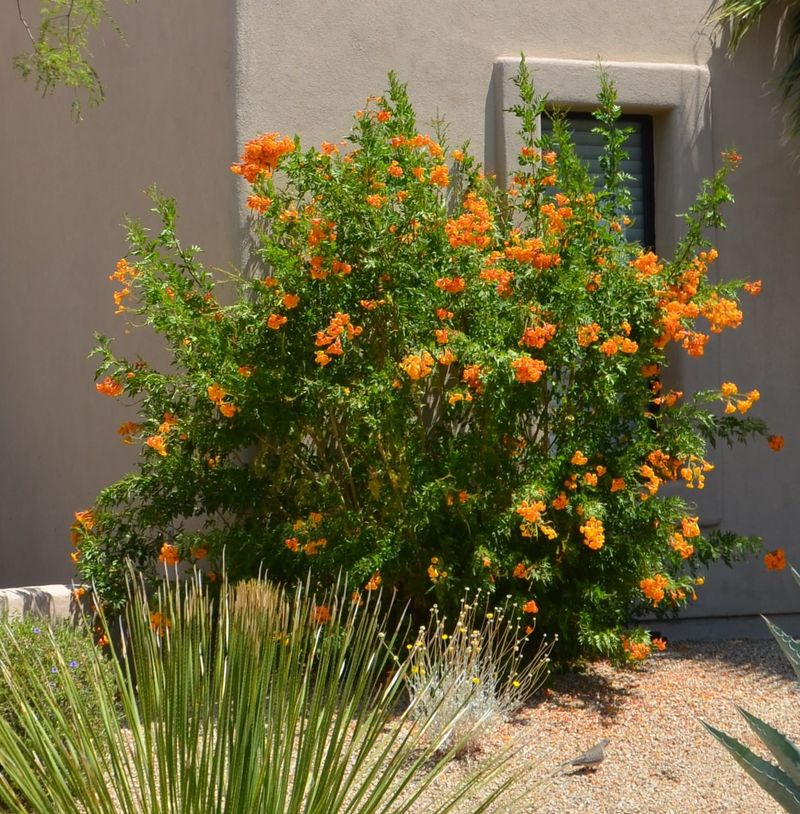 Orange Jubilee Keeps A Tidier Canopy Through Summer
