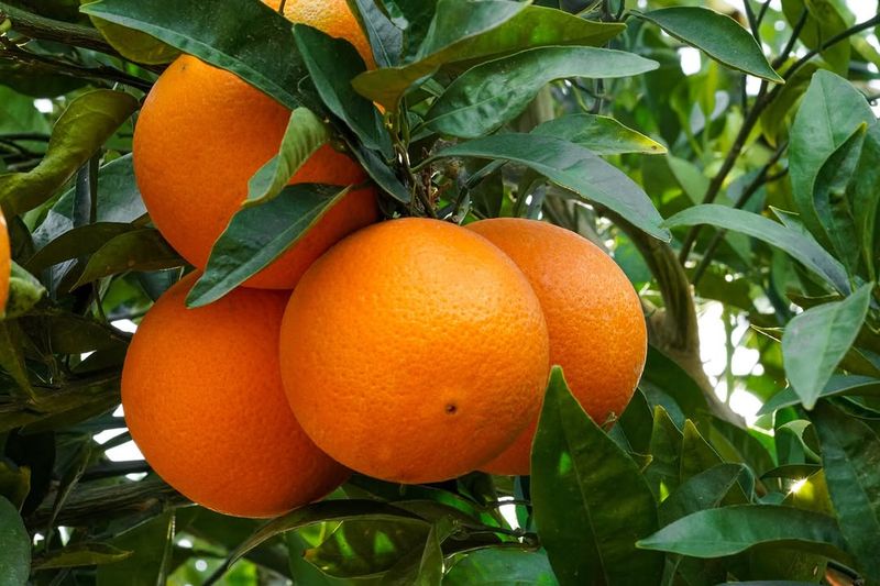 Orange Trees Become Reliable Producers Over Time Orange Trees Become Reliable Producers Over Time