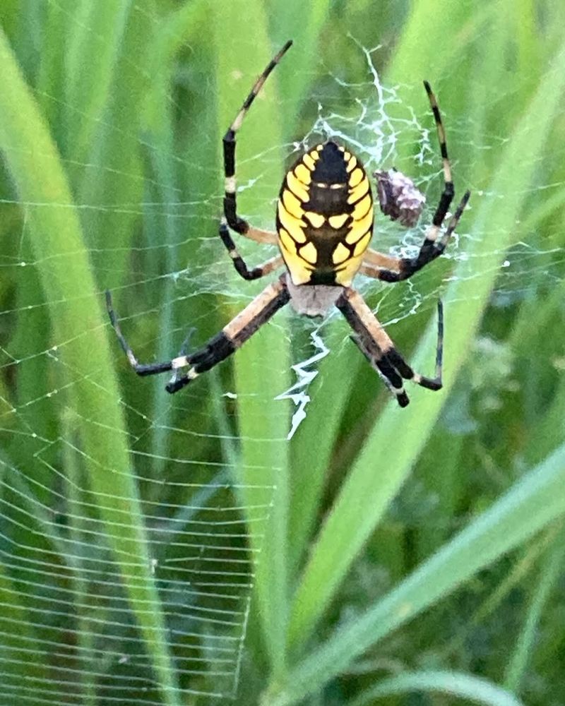 Orb Weavers Catch Flying Pests Between Garden Plants