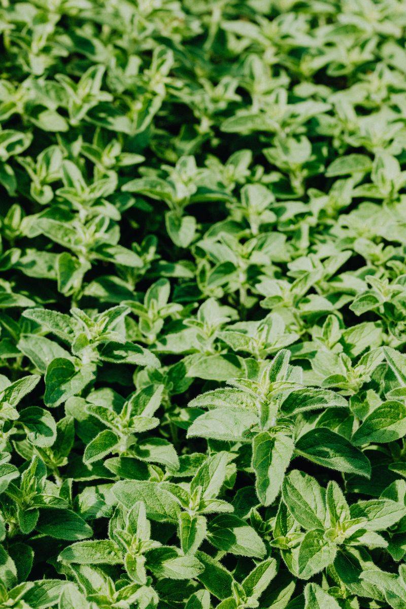 Oregano Oregano