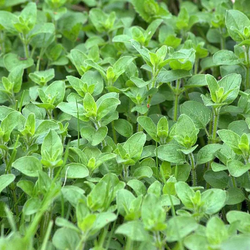 Oregano Fits Sunny Dry Beds