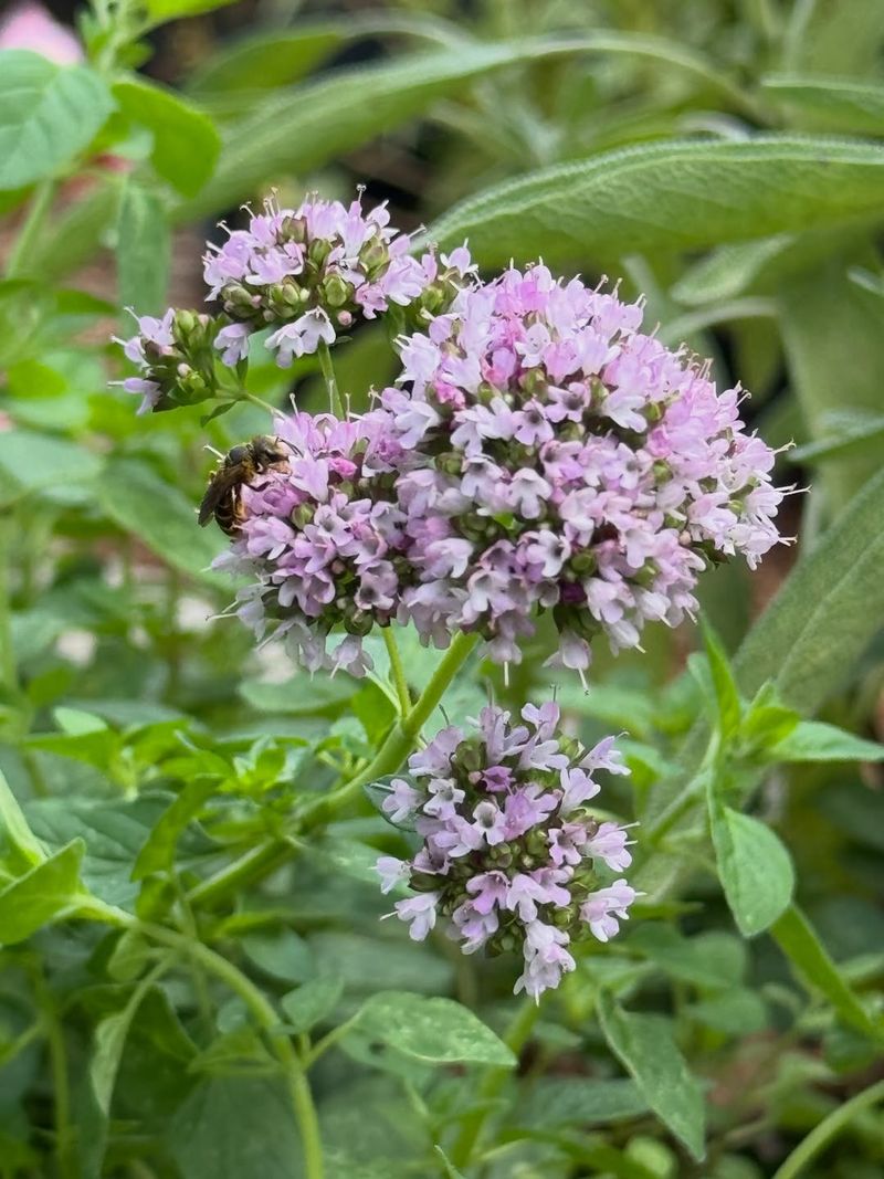 Oregano Flowers Turn Into A Pollinator Magnet