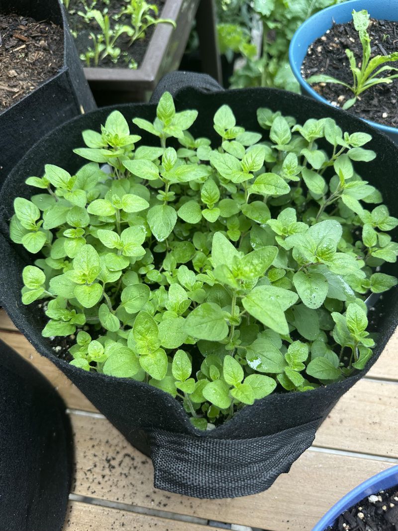 Oregano Handles Summer Sunshine Easily