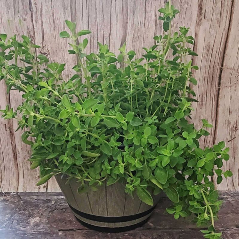 Oregano Performs Well Through Hot Summers Oregano Performs Well Through Hot Summers