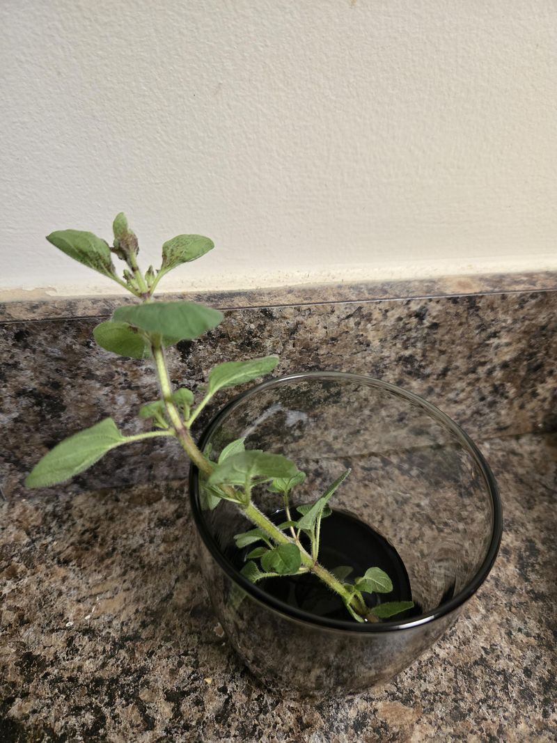 Oregano Spreads Into More Plants Oregano Spreads Into More Plants