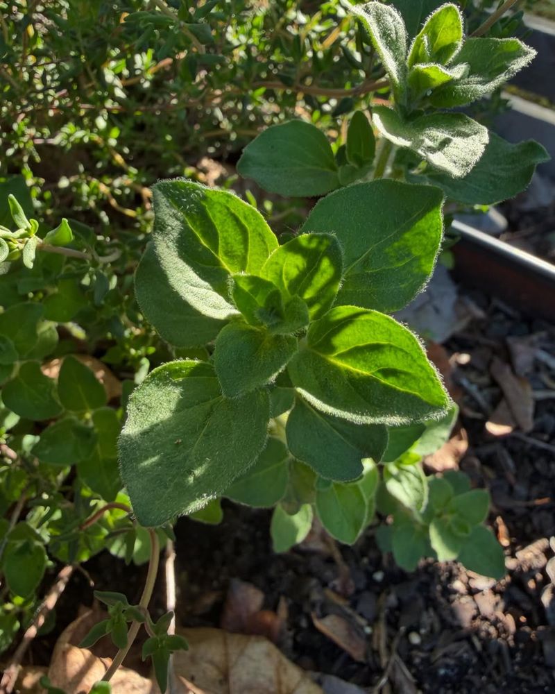 Oregano Spreads Quickly When Moisture Is Still Steady Oregano Spreads Quickly When Moisture Is Still Steady