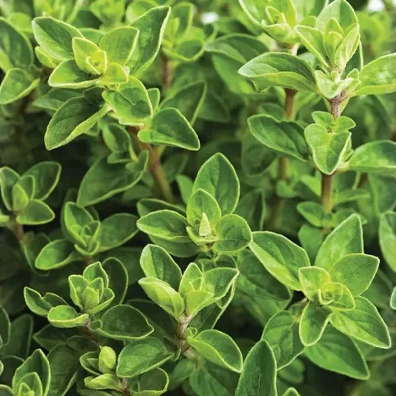 Oregano Thrives During Long Growing Seasons Oregano Thrives During Long Growing Seasons