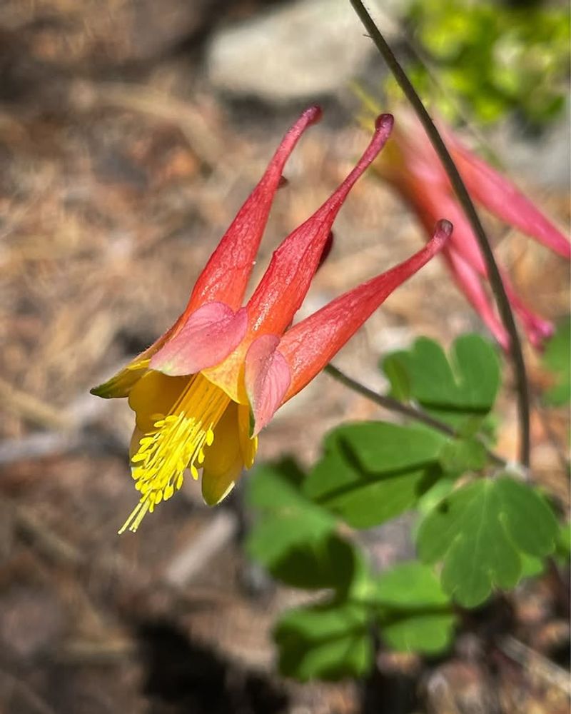 Oregon Columbine Rewards Minimal Care Oregon Columbine Rewards Minimal Care