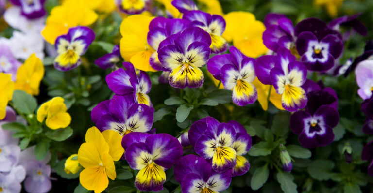 Image Credit: © zzz555zzz / Shutterstock