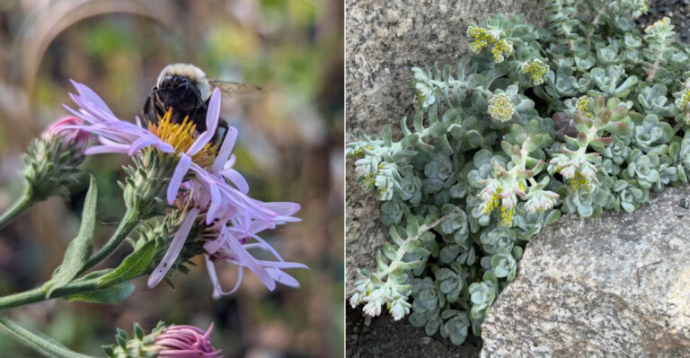 Oregon Gardeners Are Planting These Natives Along Driveways For A Reason Most Would Not Expect