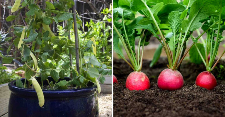 Oregon Gardeners Can Still Plant These Crops In July For A Fall Harvest