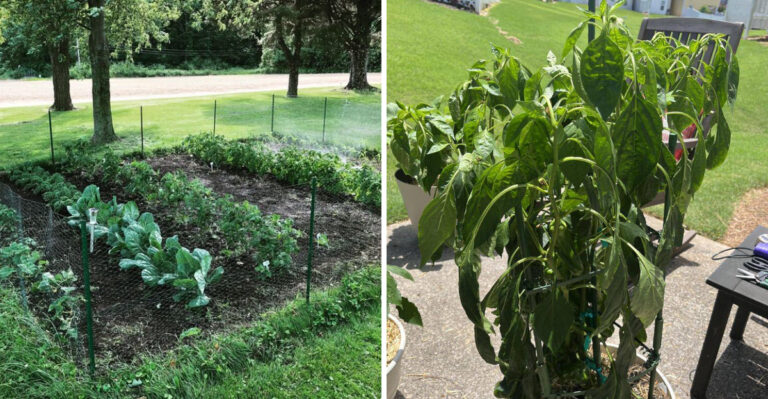 Oregon Gardeners May Be Wasting Water With This One Common Habit