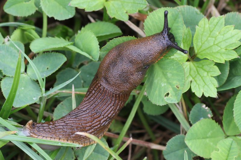 Oregon Gardeners Should Learn The Name Arion Vulgaris