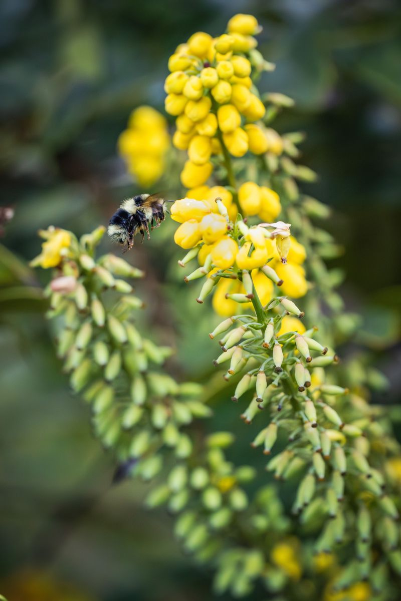 Oregon Grape / Mahonia Oregon Grape / Mahonia