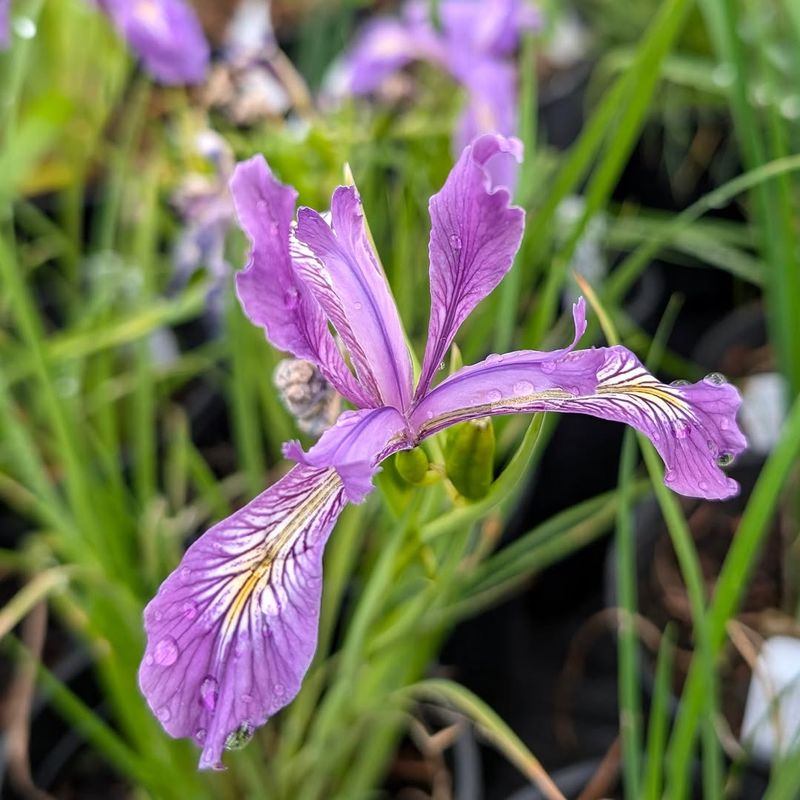 Oregon Iris Forms Tough Clumps Oregon Iris Forms Tough Clumps