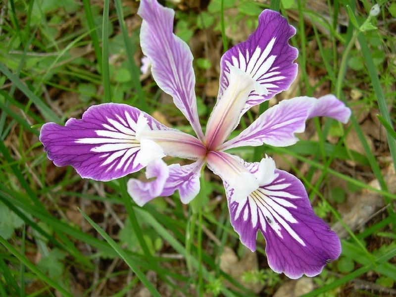 Oregon Iris Likes Dry Summer Soil Oregon Iris Likes Dry Summer Soil