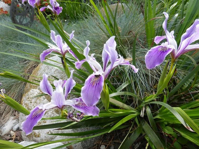 Oregon Iris Oregon Iris