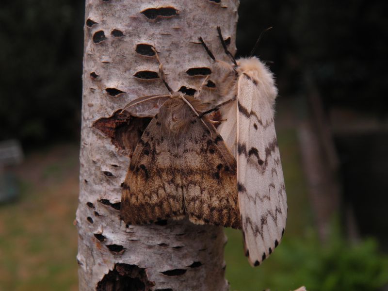 Oregon Monitors For New Spongy Moth Finds
