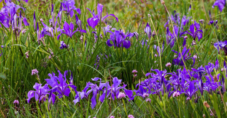 Oregon Native Flowers That Outperform Annuals In Dry Summer Weather