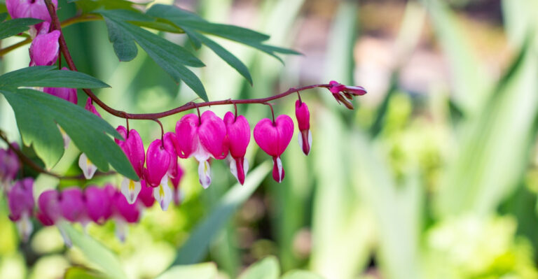 Oregon Natives That Outperform Traditional Perennials In Heavy Clay Soil Every Season