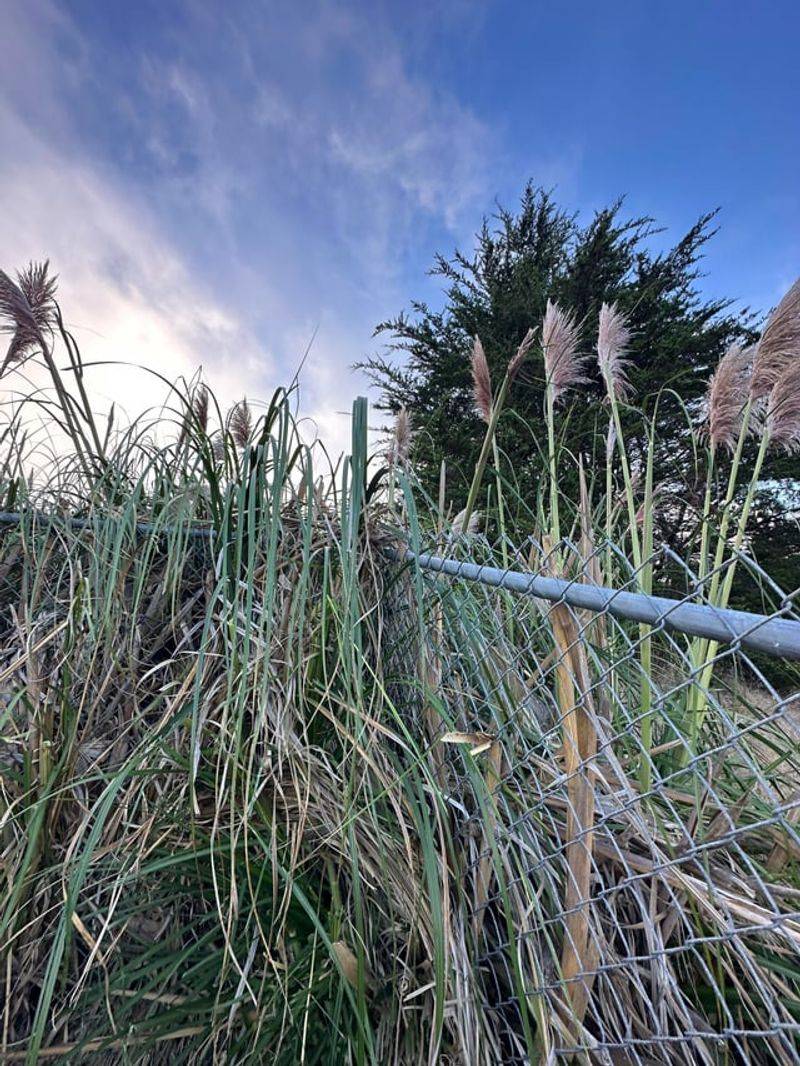 Oregon Officials Warn It Can Escape Cultivation