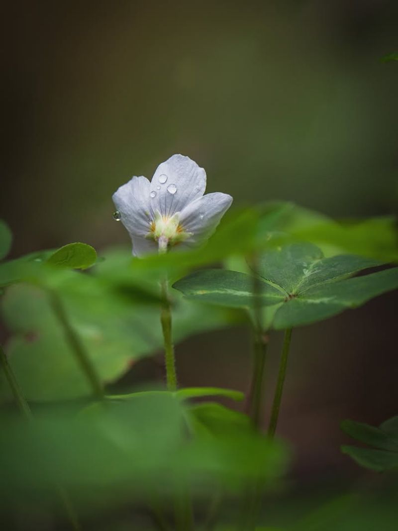 Oregon Oxalis Turns Your Damp Shade Into A Lush Woodland Carpet