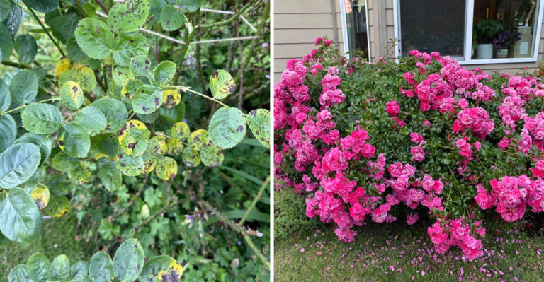 Oregon Rose Growers May Be Inviting Black Spot With These Planting Habits