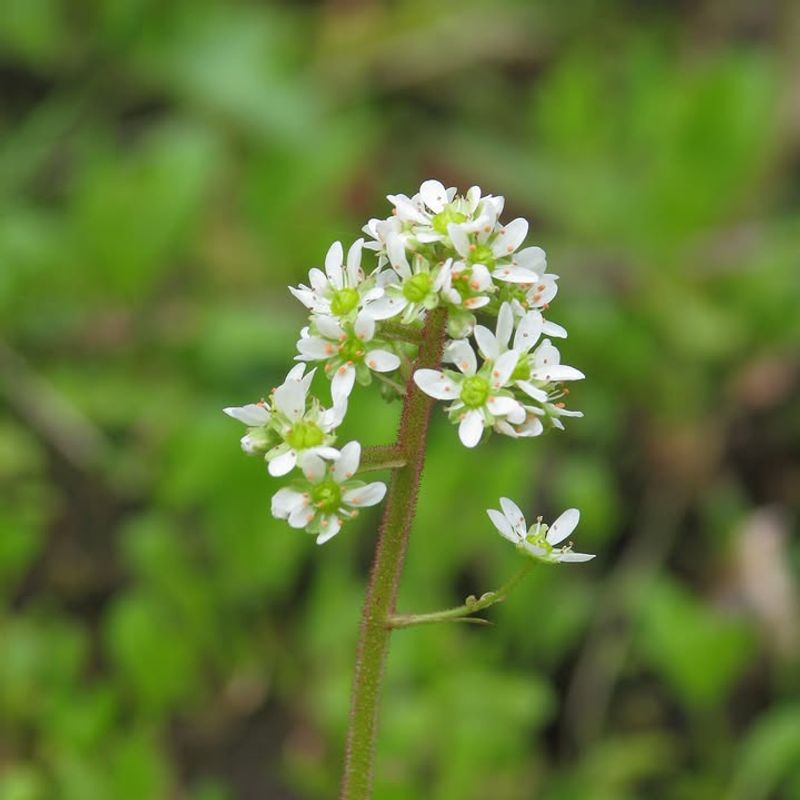 Oregon Saxifrage