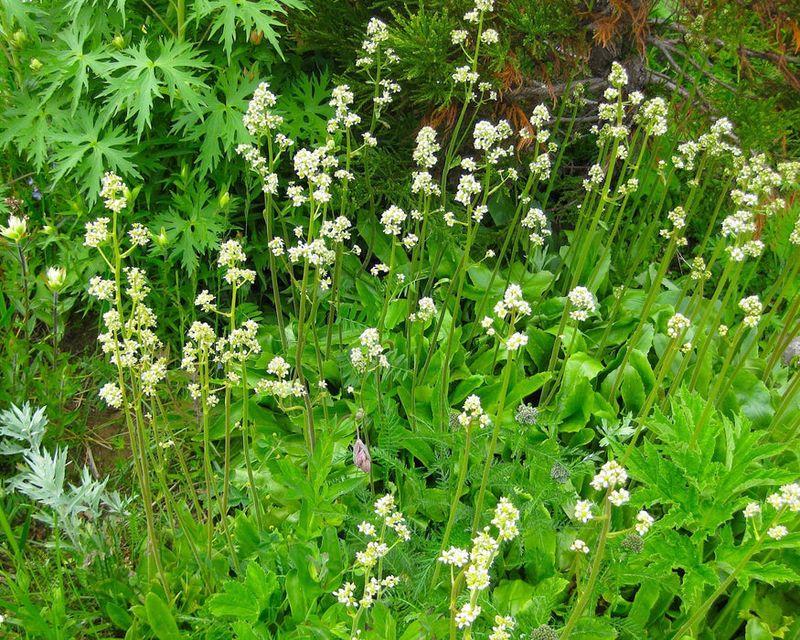Oregon Saxifrage Makes Damp Soil Look Intentional