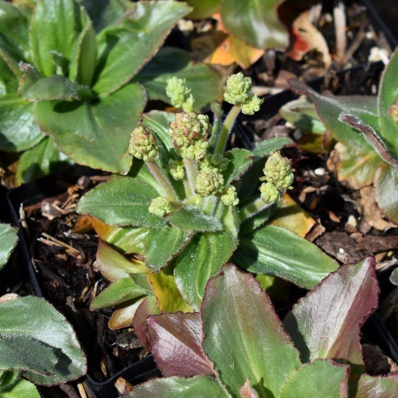 Oregon Saxifrage Tucks Into Moist Edges Where Bark Looks Heavy