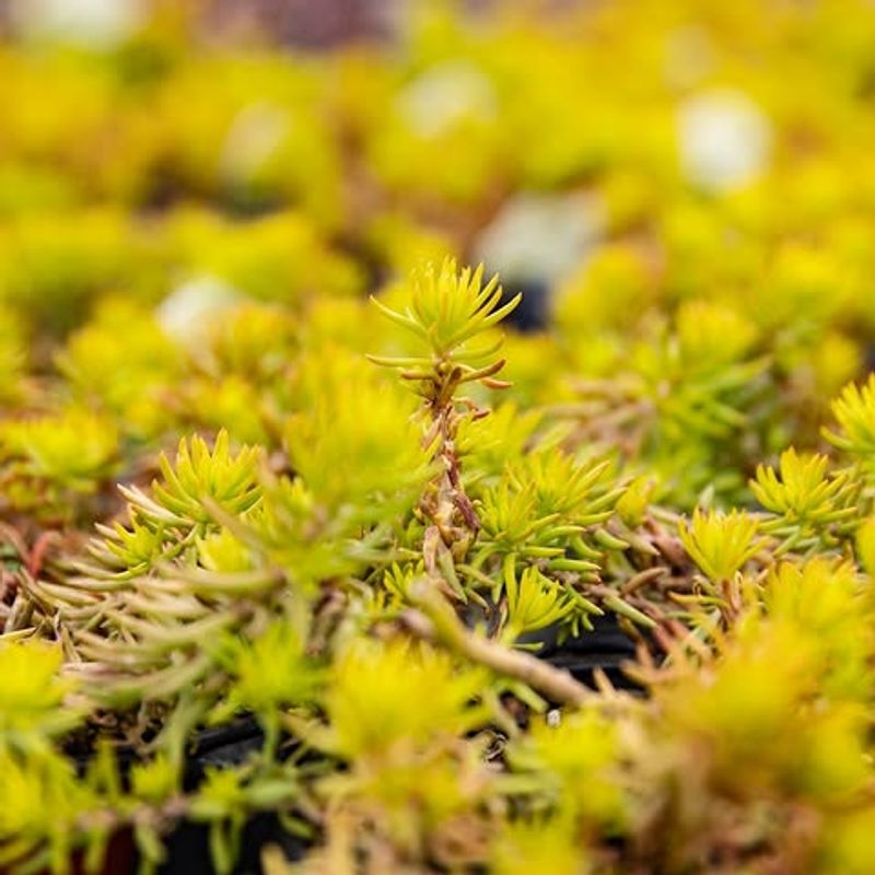 Oregon Stonecrop Adds Fire-Wise Cover To Hot Edges Oregon Stonecrop Adds Fire-Wise Cover To Hot Edges