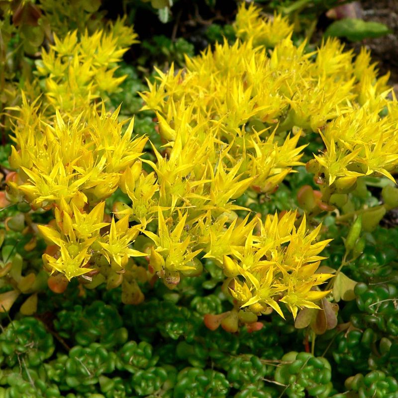 Oregon Stonecrop Fits Sunny Native-Style Walkways Oregon Stonecrop Fits Sunny Native-Style Walkways