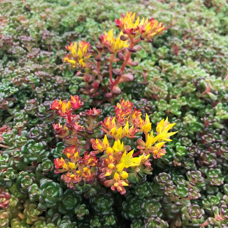 Oregon Stonecrop Handles Hot Edges Without Bare Soil Oregon Stonecrop Handles Hot Edges Without Bare Soil