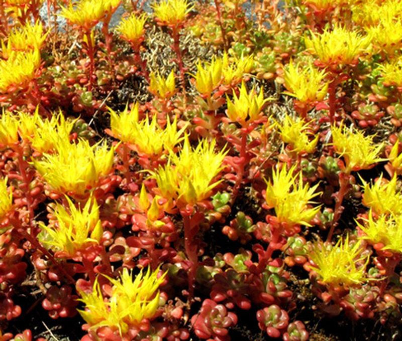 Oregon Stonecrop Handles Rocky, Dry Edges Oregon Stonecrop Handles Rocky, Dry Edges