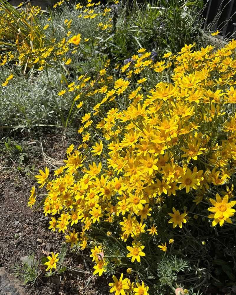Oregon Sunshine Feeds Pollinators In Hot Sunny Beds