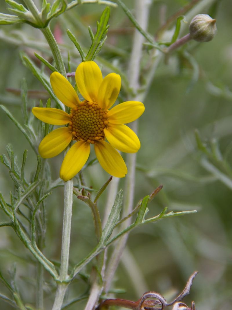 Oregon Sunshine Glows Through Dry Heat