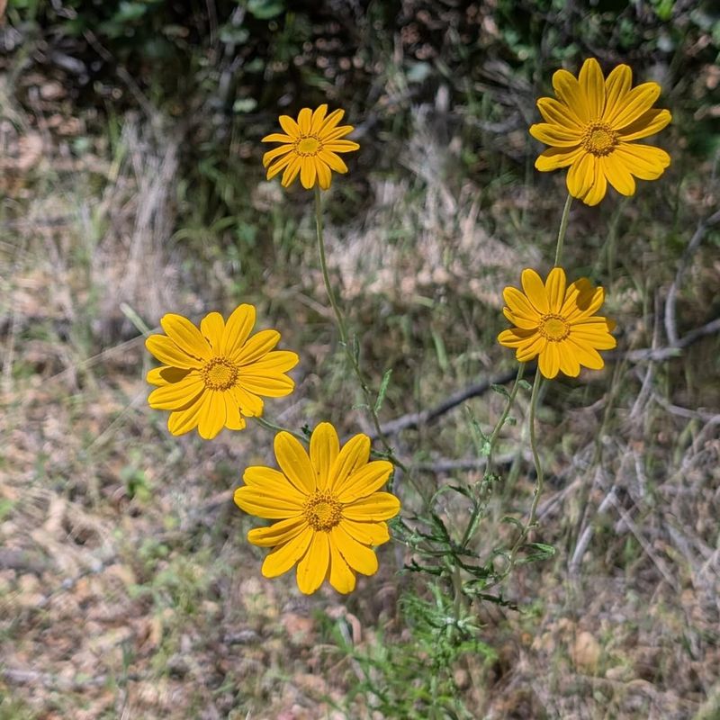 Oregon Sunshine Thrives Where Ticks Are Less Comfortable Oregon Sunshine Thrives Where Ticks Are Less Comfortable