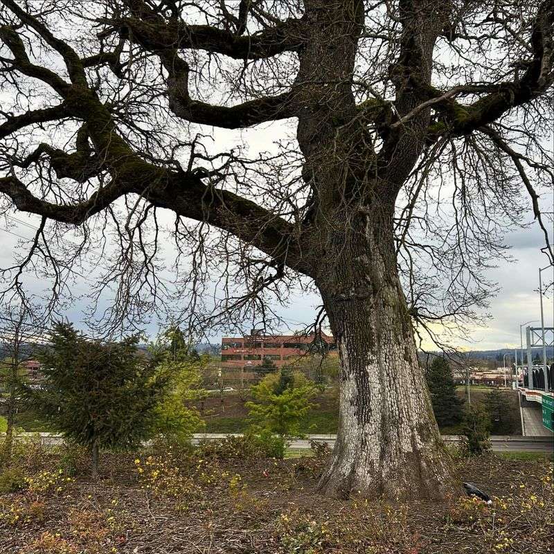 Oregon White Oak Creates Strong Structure With An Open Canopy