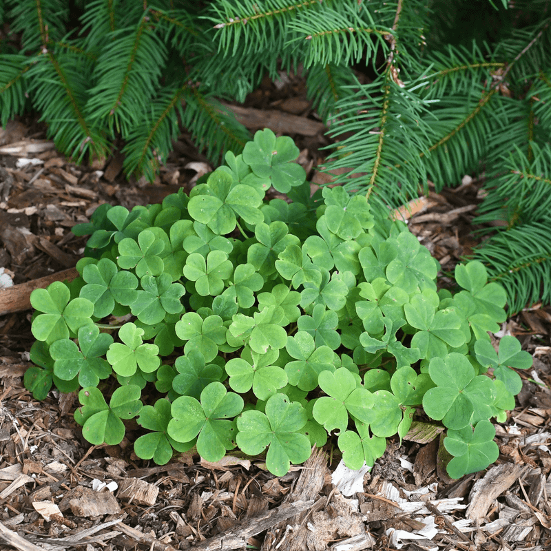 Oregon Wood-Sorrel Carpets Moist Shade