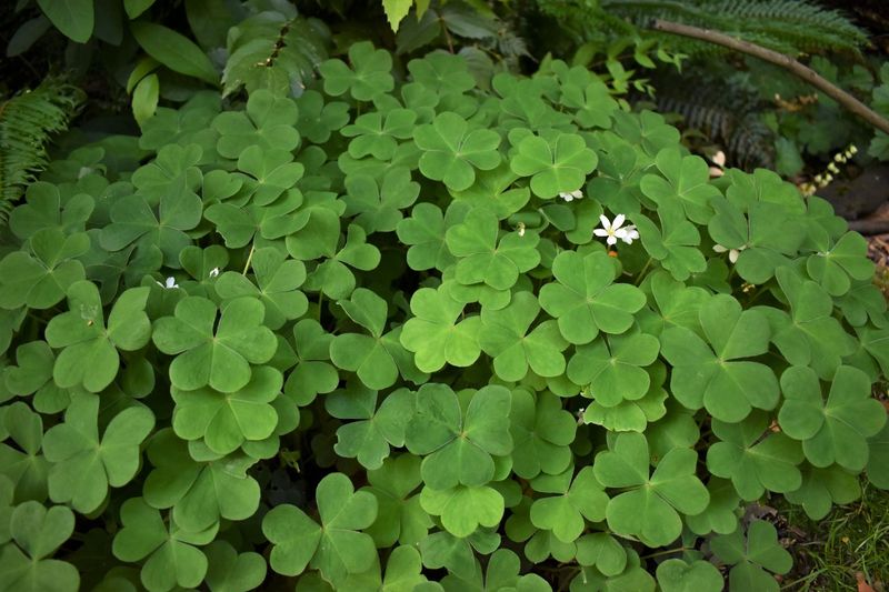 Oregon Wood-Sorrel Takes Over Moist Shade