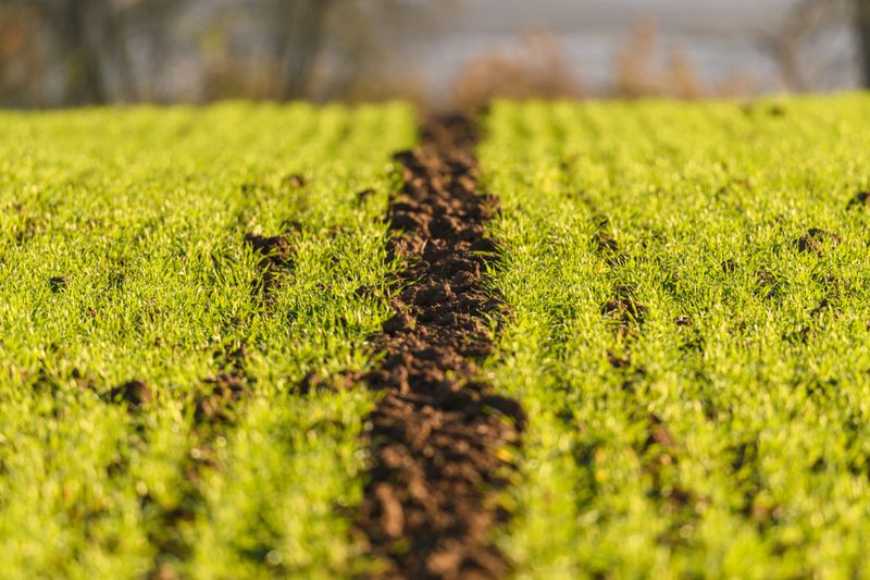 Organic Matter Builds Up As Cover Crops Decompose Into The Soil