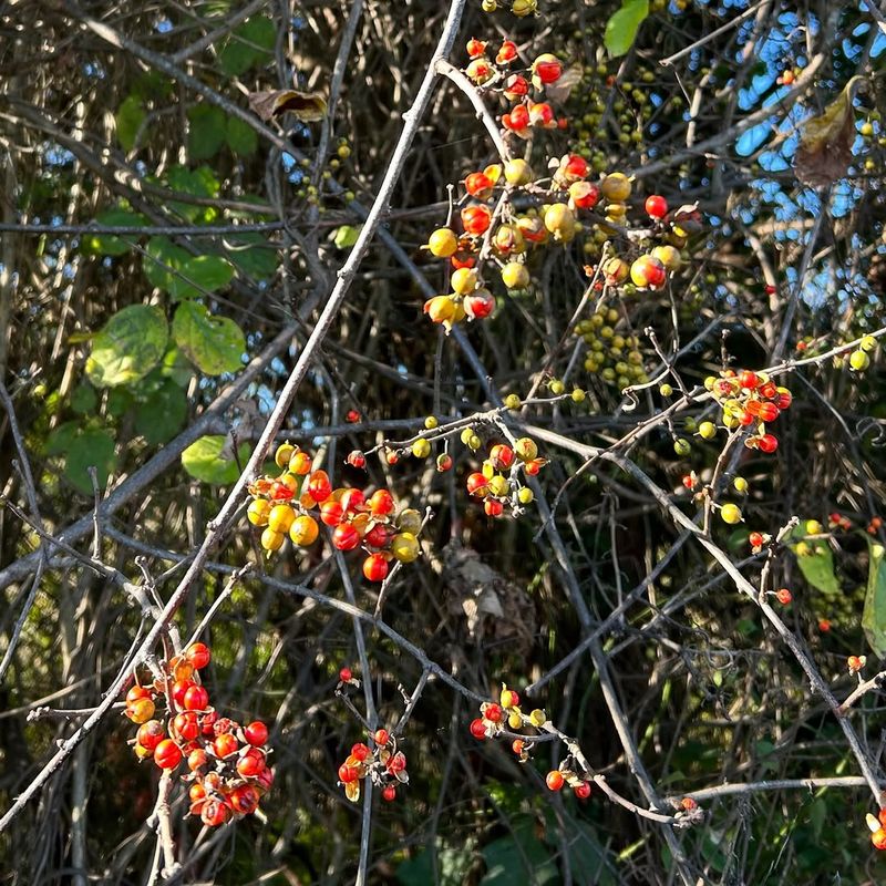 Oriental Bittersweet Wraps Around Trees And Branches Oriental Bittersweet Wraps Around Trees And Branches