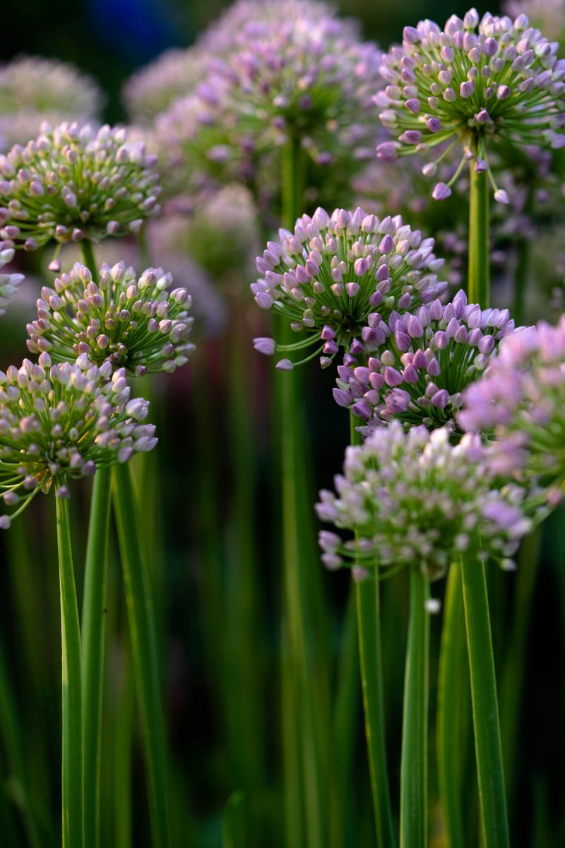 Ornamental Allium Does More Than Look Good