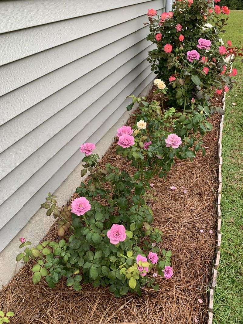 Ornamental Beds Need Mulch Before Summer Dryness Builds
