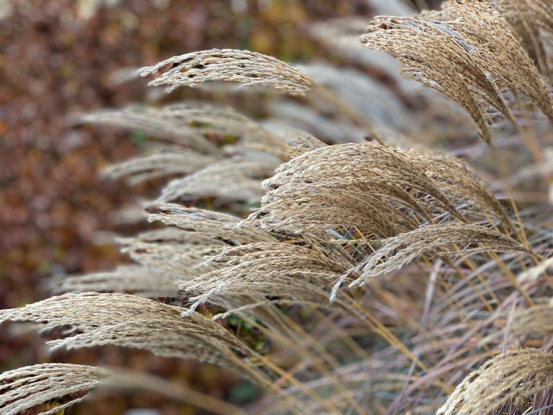 Ornamental Grass