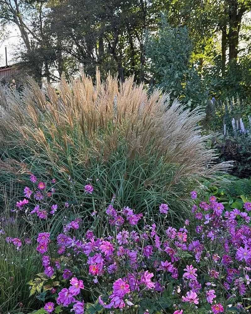Ornamental Grasses Add Professional-Looking Texture Ornamental Grasses Add Professional-Looking Texture